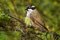 Kystracek tasmansky - Melithreptus validirostris - Strong-billed Honeyeater o3332